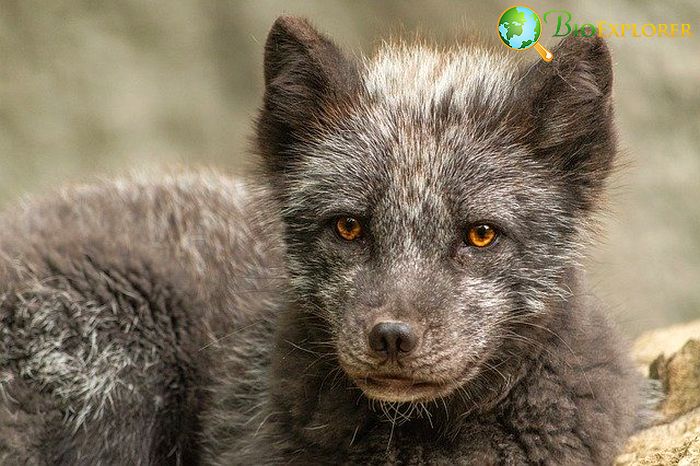 Arctic Fox