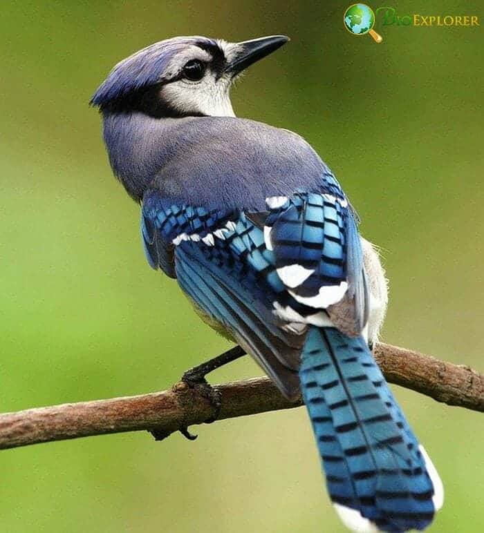 Blue Jay