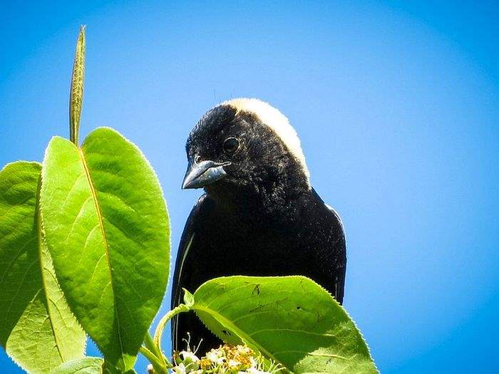 Bobolink