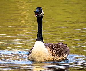 Canada Goose (Branta canadensis)