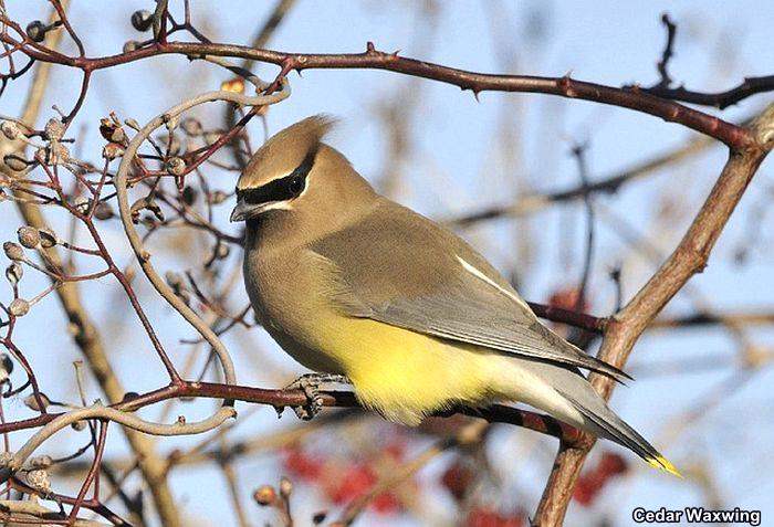 Cedar Waxwing