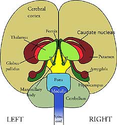 Cerebrum