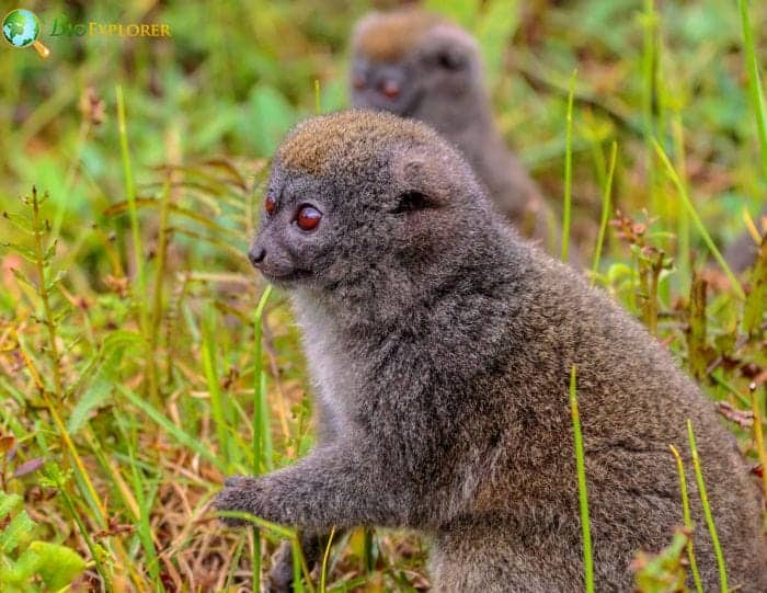 Eastern Lesser Bamboo Lemur Habitats