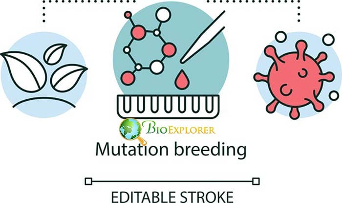 Gene Mutation