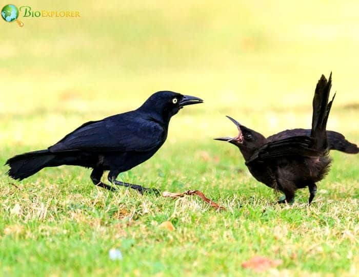 Greater Antillean Grackle Habitats