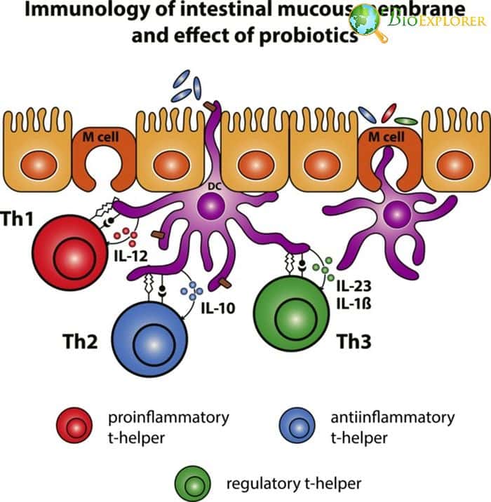 Intestinal T Helper