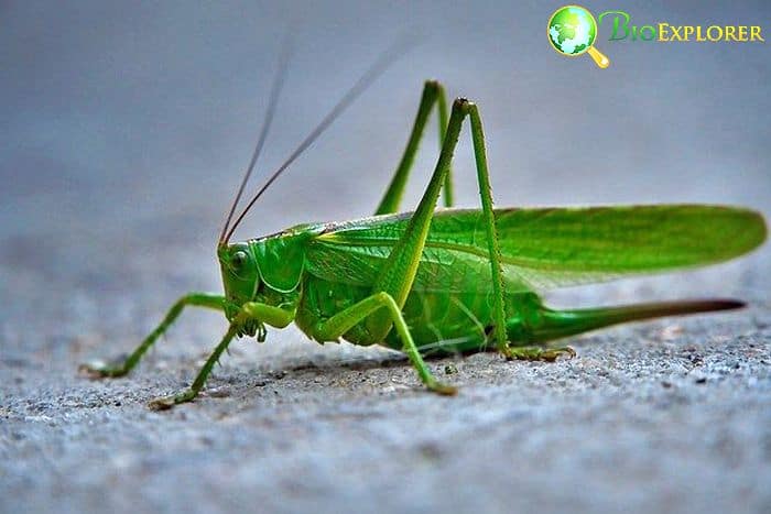 Katydid