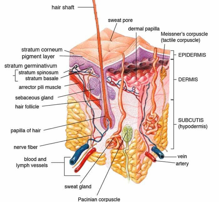 3 Layers of the Skin