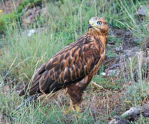 Long-legged Buzzard