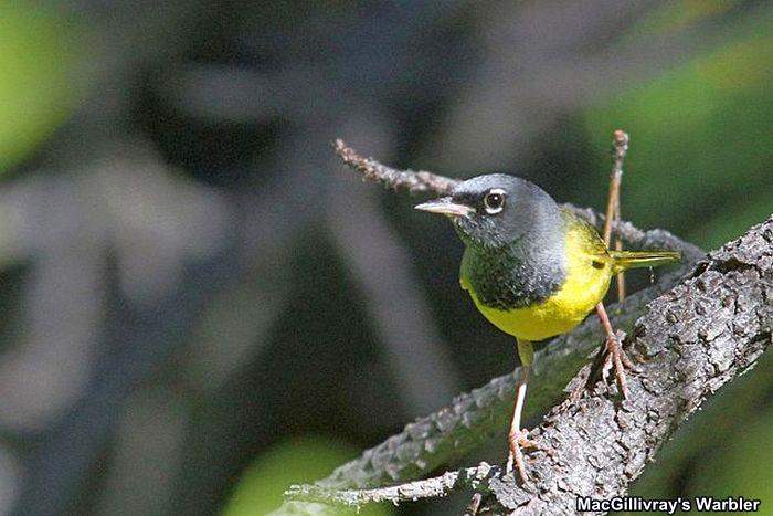 Macgillivray's Warbler