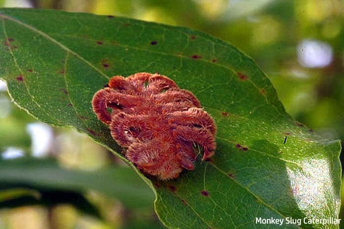 monkey slug caterpillar wiki