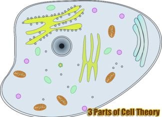 3 parts of cell theory