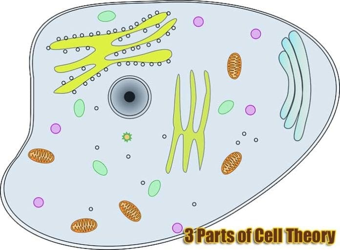 3 parts of cell theory