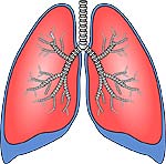 respiratory system fun fact lungs blood vessels connections