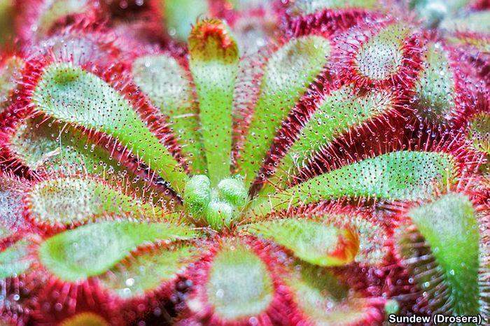 Sundew (Drosera)