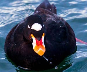 Surf Scoter