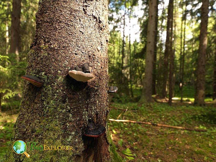 Tree with fungi