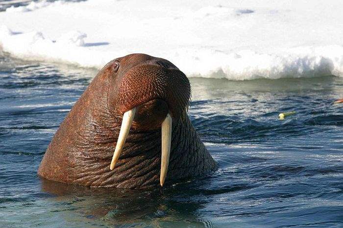 Walrus Animal Chain