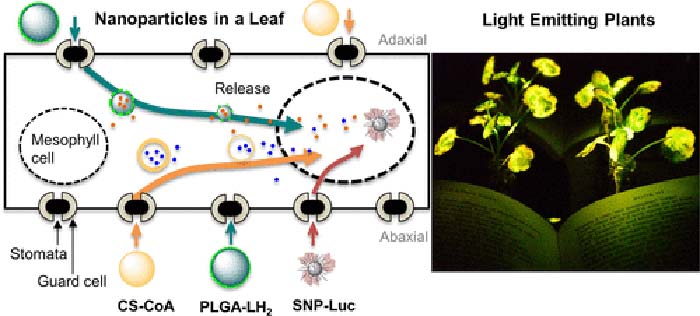 Watercress Light Emitting Discovery