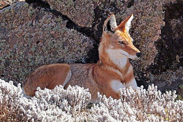 What Do Ethiopian Wolves Eat