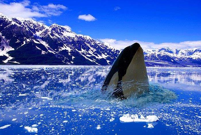 What Do Pack Ice Orcas Eat