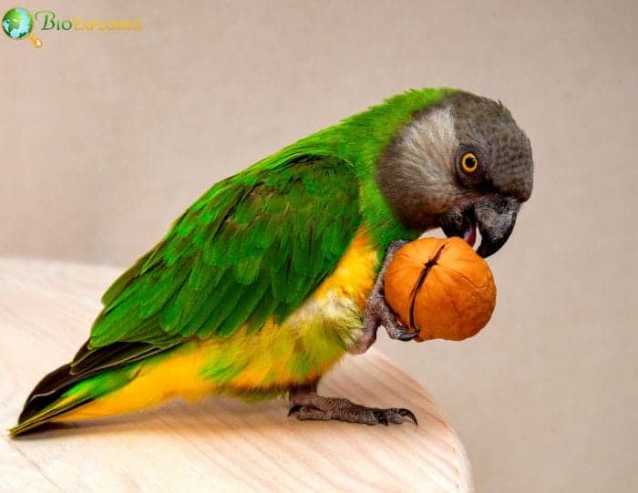 What Do Senegal Parrots Eat