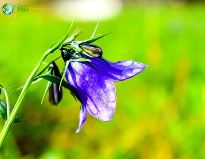 Bluebell Bellflower