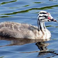 Grebes