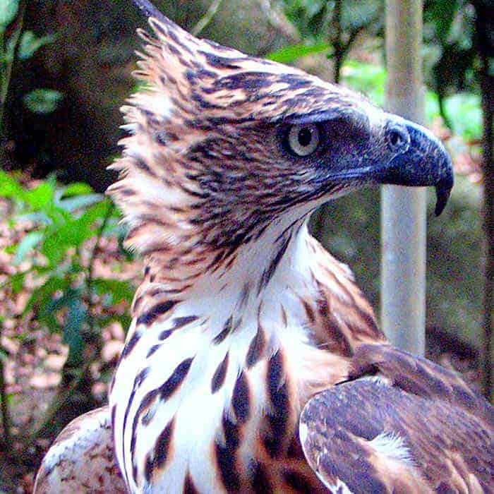 Northern Philippine Hawk