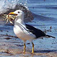 Albatrosses