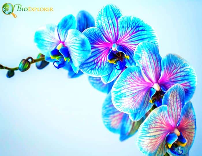 Blue Orchid