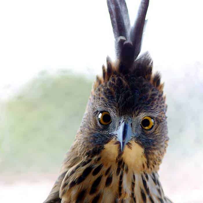 Pinsker's Hawk Eagle