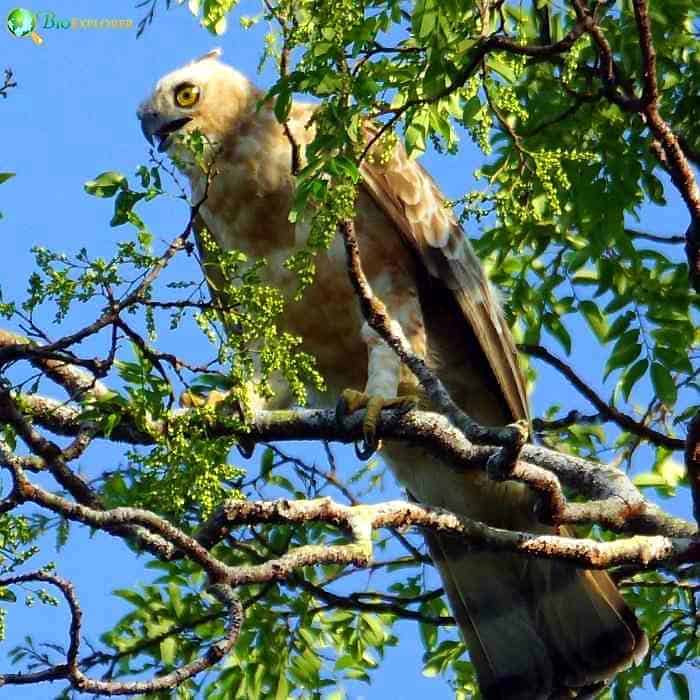 Wallace's Hawk Eagle