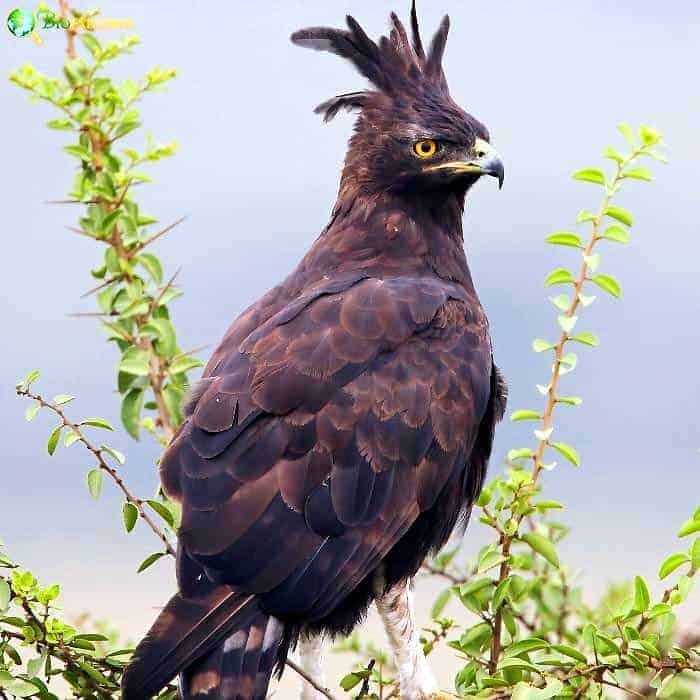 Long Crested Eagle