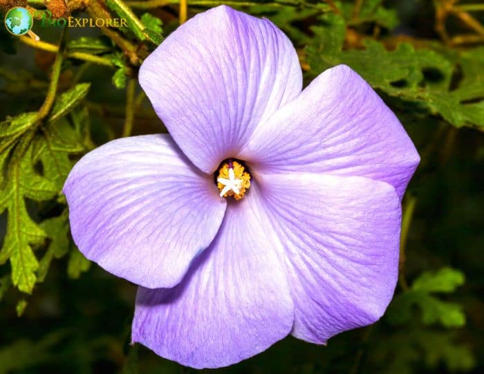 Blue Hibiscus