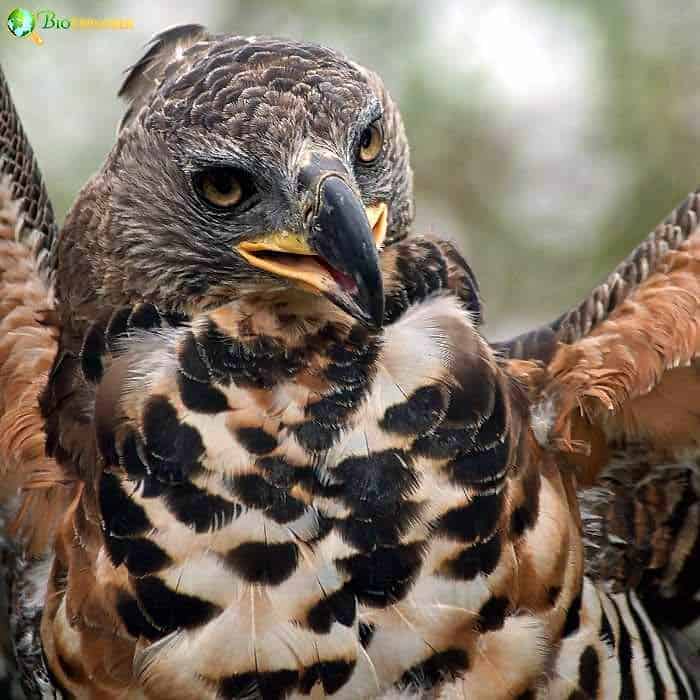 Crowned Hawk Eagle