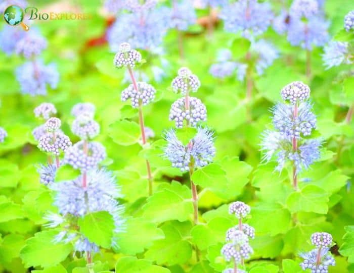 Blue Mist Shrub