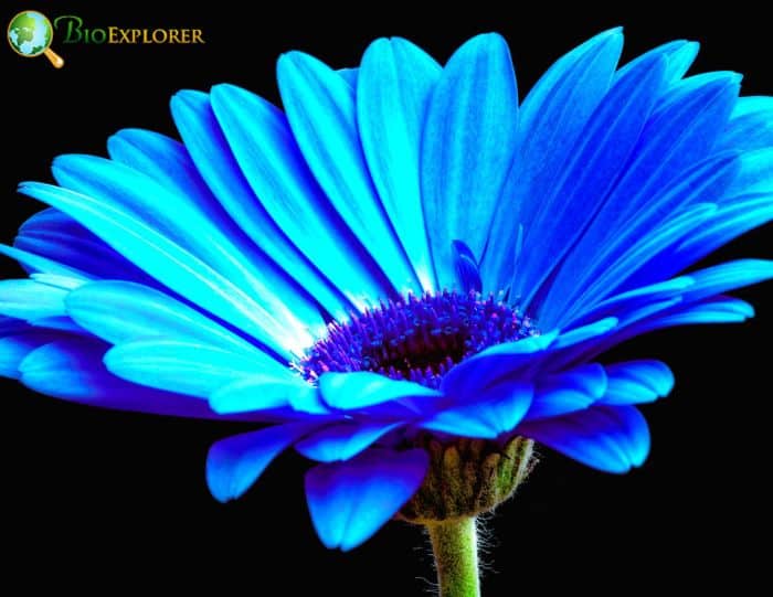 Blue Daisy