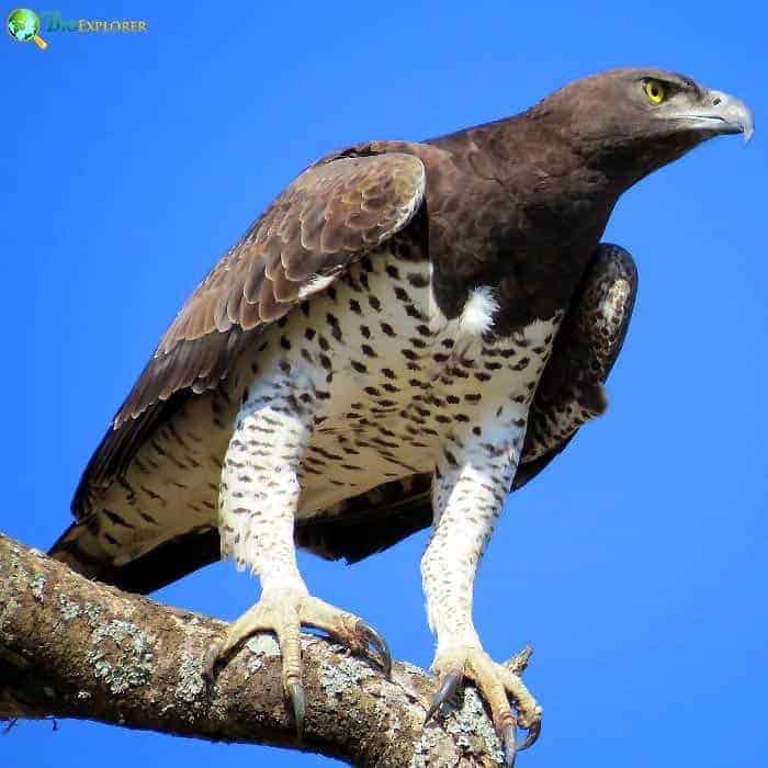 Martial Eagle