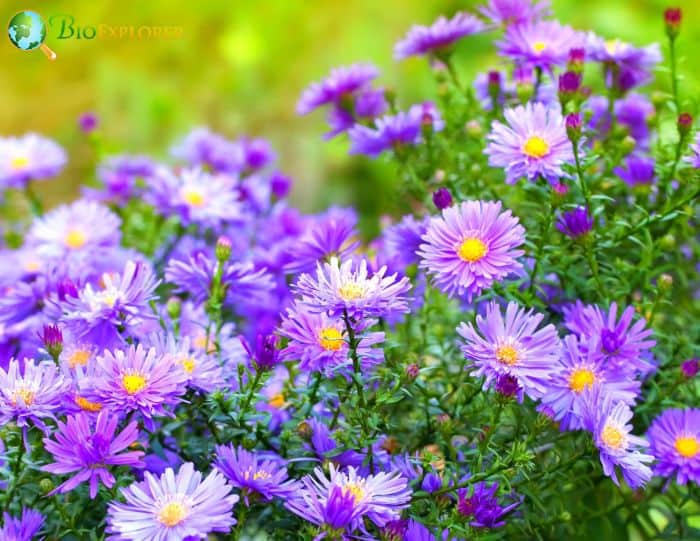 Azure Aster