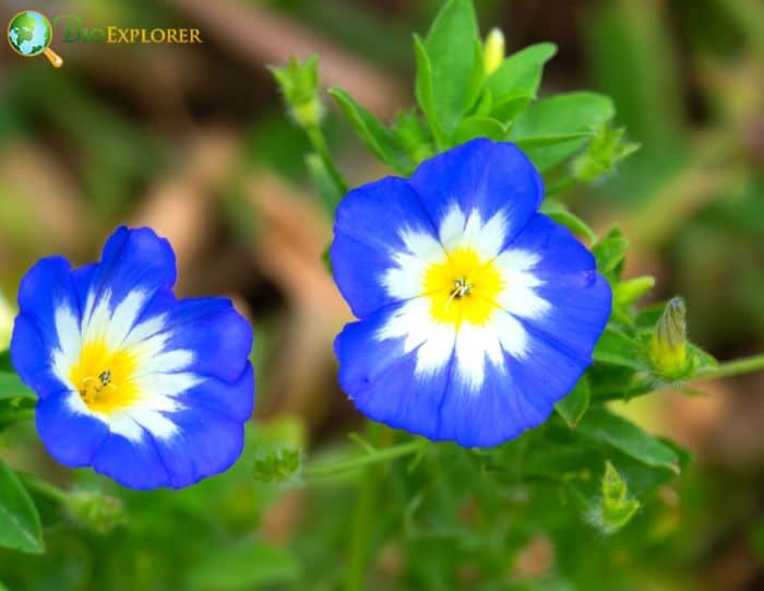 Dwarf Morning Glory