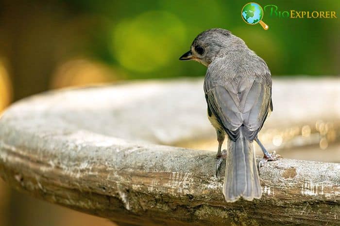 Eastern Phoebe (MA Bird)