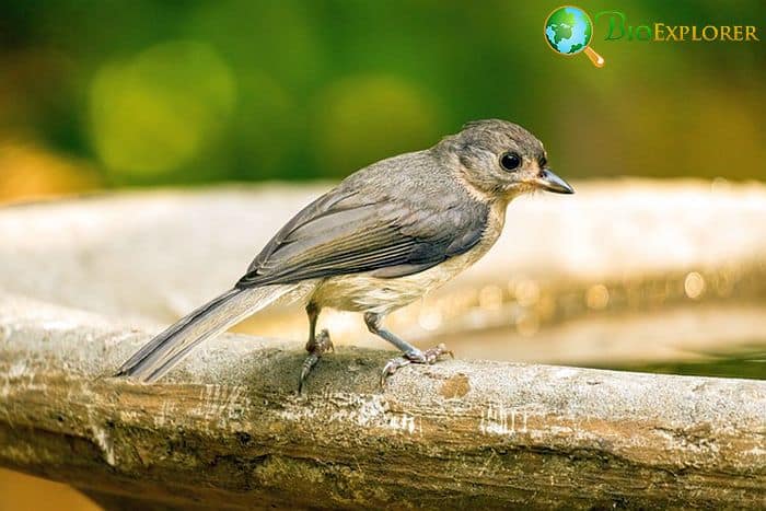 Eastern Phoebe