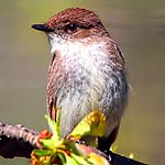 Eastern Phoebe In Massachusetts