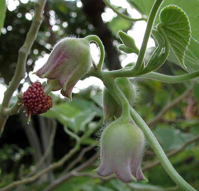 Abutilon eremitopetalum