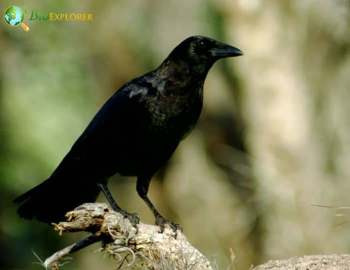 4 American Crows Social