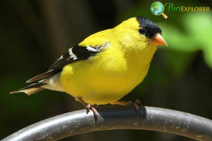 American Goldfinch In Oregon