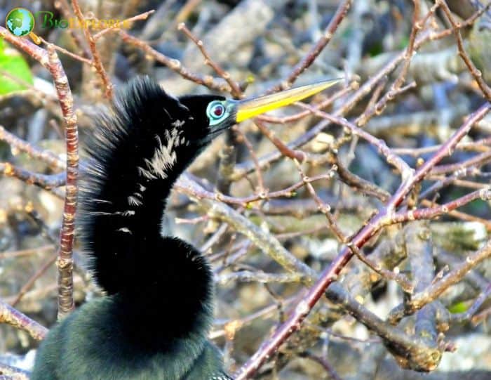 Anhinga The Tupi Indians Named It