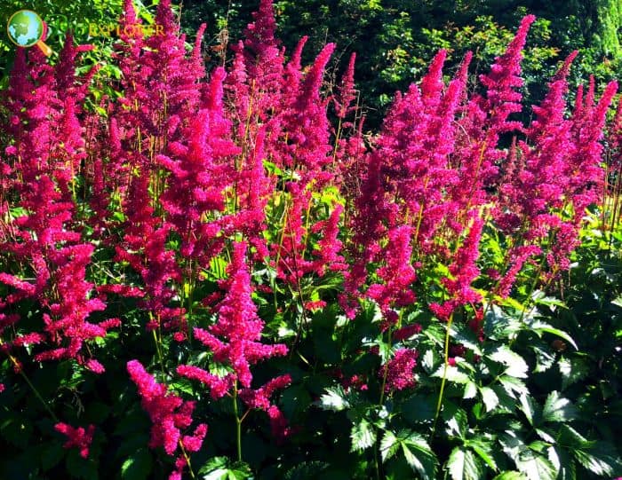 Astilbe x arendsii Fanal