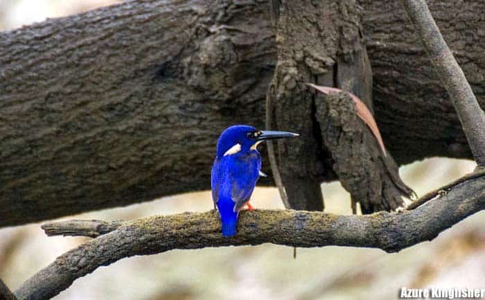 Azure Kingfisher